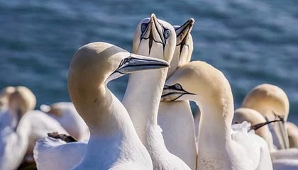 KAIYUN-中国驻吉达总领馆：U23男足亚洲杯决赛将于1月24日在沙特吉达举行，所谓“中国人免门票”等均为不实信息