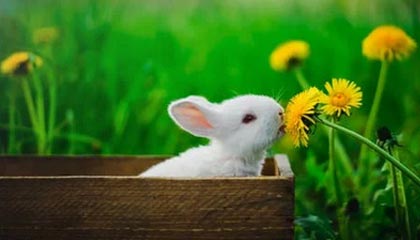 KAIYUN-中国驻吉达总领馆：U23男足亚洲杯决赛将于1月24日在沙特吉达举行，所谓“中国人免门票”等均为不实信息